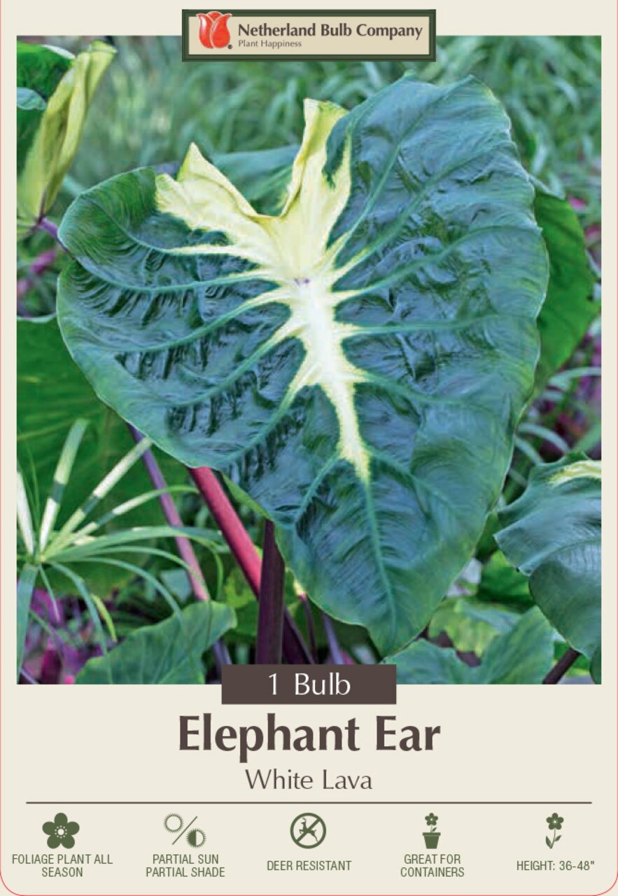 White Lava Elephant Ear 1 Bulb 9/11"- Colocasia - Cream Markings